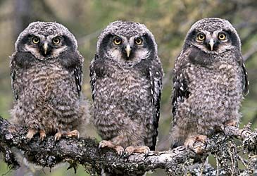 What is the collective noun for a group of owls?
