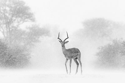 Highly Commended in Black and White Category: Byron Grobler | Impala Shower