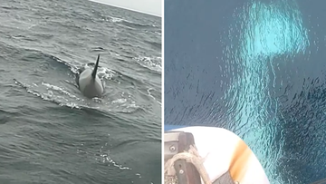 &#x27;It would have flipped&#x27;: Orcas repeatedly ram sailor&#x27;s boat in &#x27;serious&#x27; attack off Spanish coast