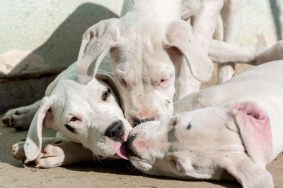 Dogo Argentino