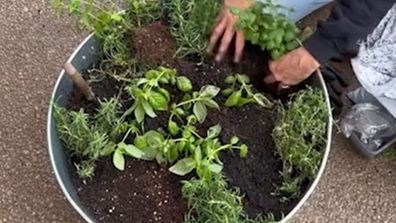 Gardening herbs