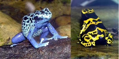 <strong>Poison dart frog</strong>