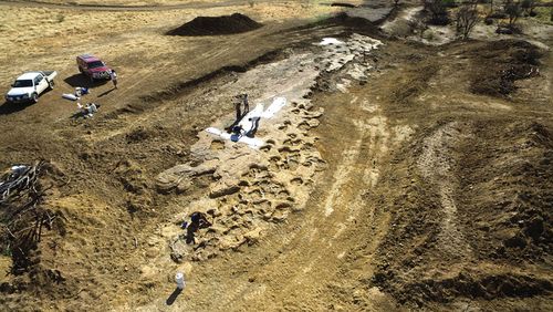 dinosaur crocodile Remains found in QLD on sheep station 