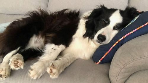 Adelaide dog owner Kym Daly never expected his daily beach walk with his rescue border collie, Scout, would lead to the pet's death.