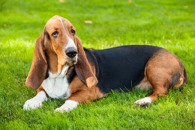 Basset Hound laying on the grass