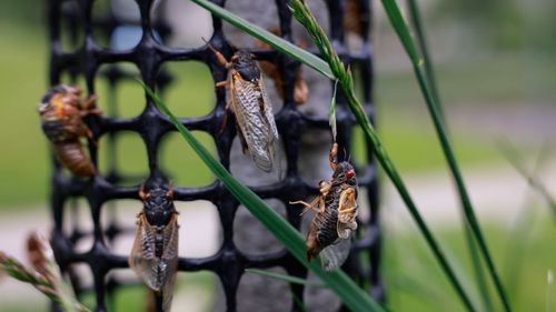 Billions of cicadas are expected to emerge this year in Indiana and several other states after living in the ground for 17 years. (Photo by Jeremy Hogan/SOPA Images/LightRocket via Getty Images)
