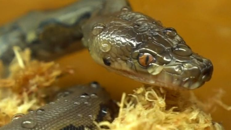 Snake Catcher's Harrowing Story Of Surviving A Brown Snake Bite