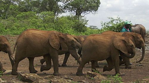 Ban on domestic ivory sales step closer