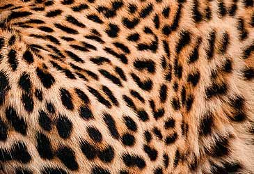 Which term denotes the pattern on a leopard's fur?