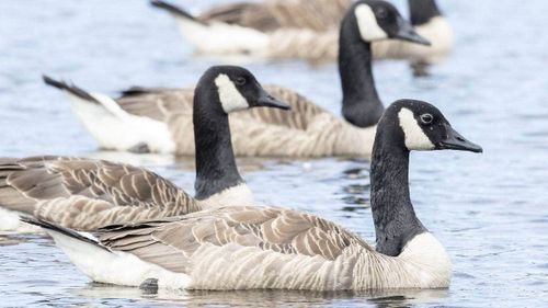 Canada geese NZ lake pollution