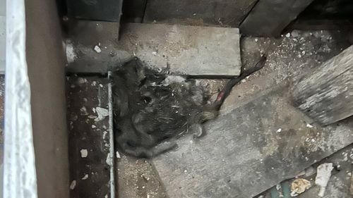 Rat infestation in Glebe property.