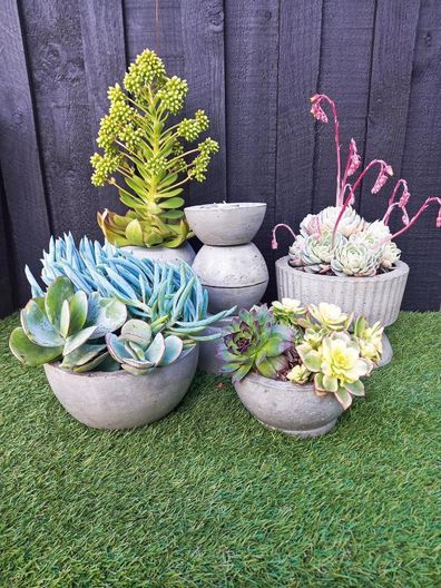 DIY concrete plant pots containing succulents