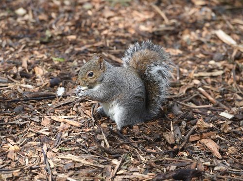 A squirrel eats a nut in Kew Gardens. (AAP)