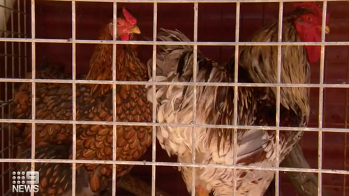 Chickens are going missing from backyard coops in Northam, WA.