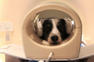 Researchers put headsets on dogs to study if they can differentiate between languages.