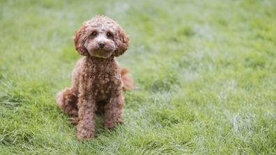Cavoodle
