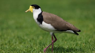 A Masked Lapwing plover.