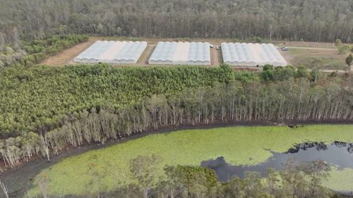 The cannabis farm had been operating in the Fraser Coast hinterland for about 18 months, police will allege. 