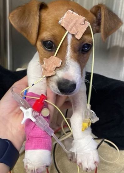 Flynn, a nine-week old Jack Russell puppy needed life-saving treatment after swallowing a whole rubber ball.