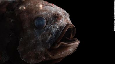 En la zona crepuscular del océano, este buzo descubre especies nuevas y vibrantes