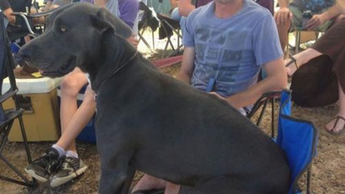 The Great Dane ran out of an open gate and attacked the boy. (9NEWS)
