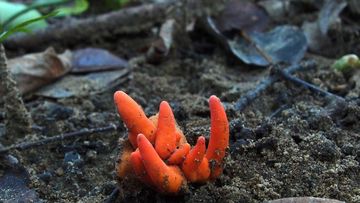 Poison Fire Coral fungus is listed as the world's second deadliest fungus. 