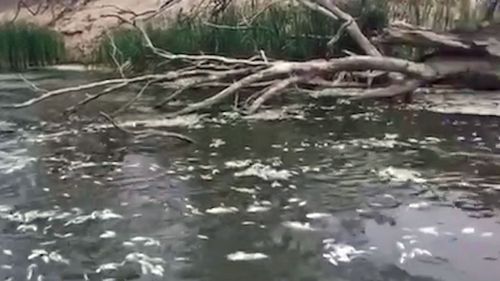 Tens of thousands of bream and perch have washed up dead in the Murray.