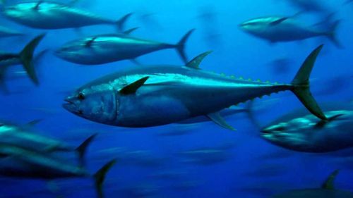 Południowy tuńczyk błękitnopłetwy to przysmak.