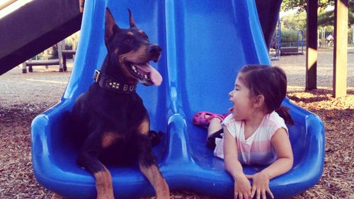 A girl’s best friend: The toddler inseparable from her pet Doberman