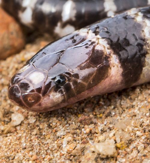 A new species of venomous bandy-bandy snake has been discovered by researchers from The University of Queensland in Weipa. Picture: Supplied