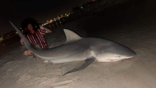 Authorities in Western Australia are investigating reports a large shark was caught and released in the Swan River near the scene of a fatal attack last week.