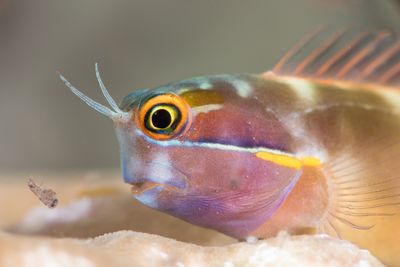 'Blenny Grabs A Quick Meal'