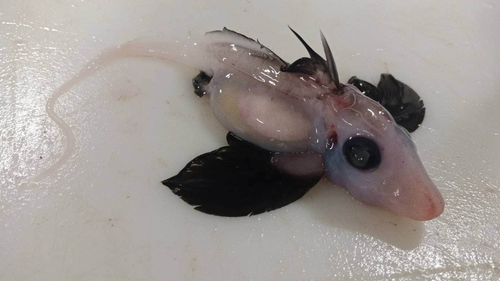 Niwa scientists have made a rare discovery, uncovering a newly-hatched ghost shark from deep waters off NZ's east coast.