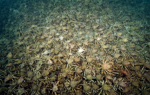 The crabs come into the shallows to moult, with their new soft shell making them vulnerable to predators. (Sheree Marris)