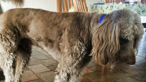 The loud bang caused Max to bolt from the laundry of the family home in Narre Warren South. (Supplied)
