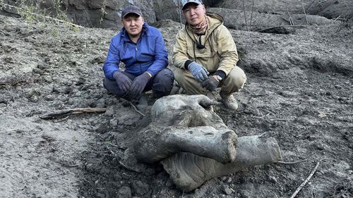 World's best-preserved mammoth' found in Siberia.