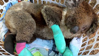 Kangaroo Island Bushfires Dr Scott Miller Has Grave Concerns For Koala Populations Following Fires