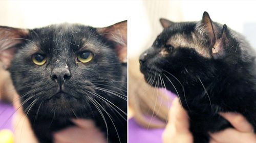 Four-eared shelter cat called 'Batman' finds new home