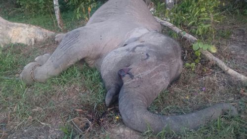 Beloved endangered elephant killed by poachers in Indonesia