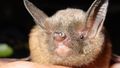Bats can host a startling number of potentially lethal viruses