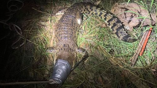 A teenage girl is lucky to be alive after she was attacked by a large saltwater crocodile ﻿in south Darwin.