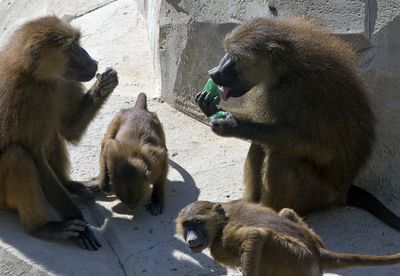 A baboon, right, cools off with ice cubes containing mint juice at the Zoo of Vincennes in Paris France.