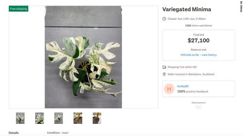 New Zealand houseplant sells for $17,800 in online bidding war