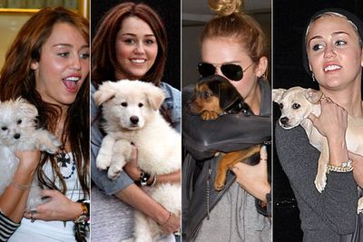 Miley Cyrus has more pooches than most women have handbags. And they're all adorable!