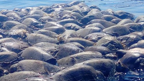 Hundreds of olive ridley turtles were killed by the fishing line.