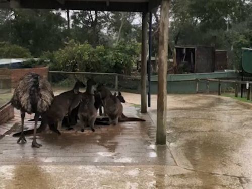 Roos, emu show true Aussie response to unexpected snow