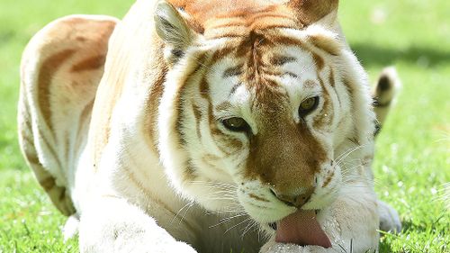 Dreamworld's oldest tiger dies after suffering kidney failure