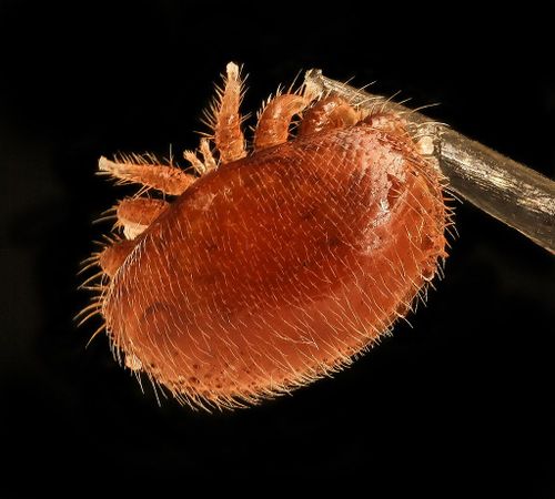 Varroa destroyers cling to and party with bees.