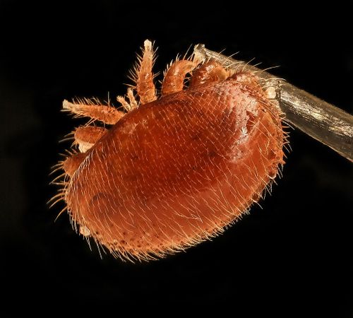 Varroa destructors cling to and feast upon bees.