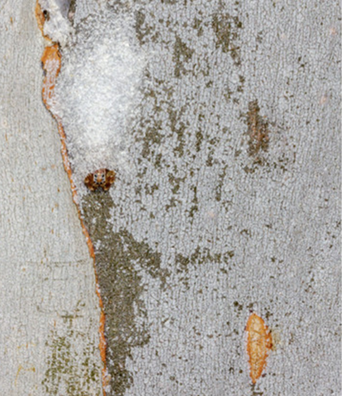 Frontal view of an A. mullion's silk retreat on the trunk's surface where scarring from debris collection is visible. 
